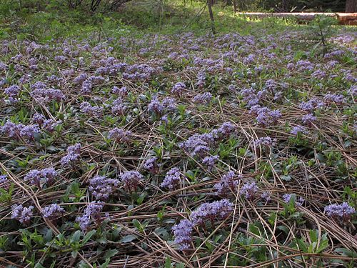 Ceanothus prostratus